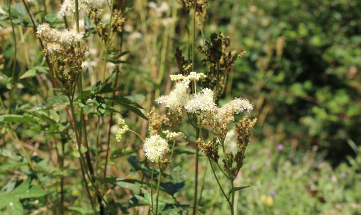 Reine de prés - Filipendula ulmaria (crédit: Quessoy)