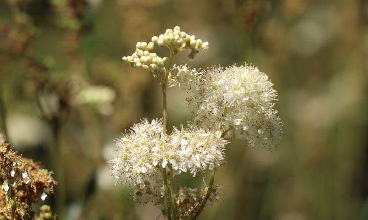 Reine de prés - Filipendula ulmaria (crédit: Quessoy)