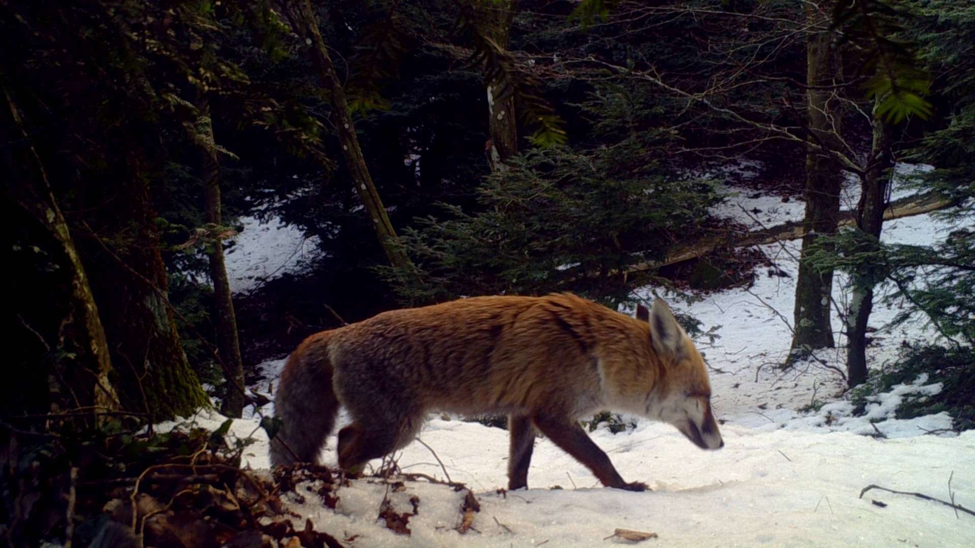 Renard roux - CG