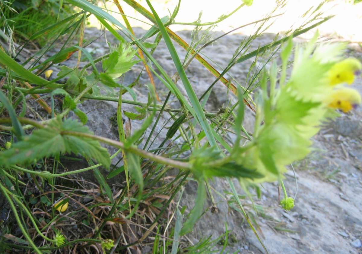 Rhinanthe à feuilles étroites (crédits: evelyne Liauzun)