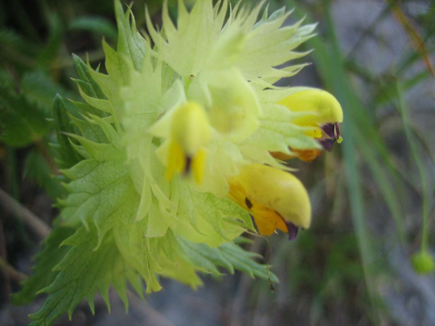 Rhinanthe à feuilles étroites (crédits: evelyne Liauzun)