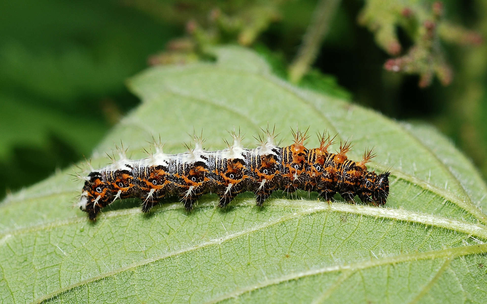 Chenille du Robert le diable (Crédits: Gilles San Martin - Flickr)