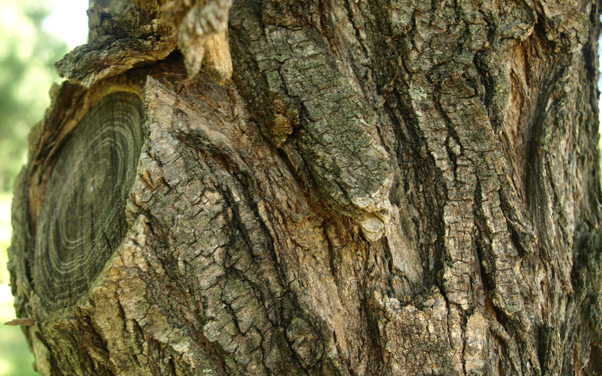 Tronc du Robinier faux-acacia (Crédits : Sabine Meneut)