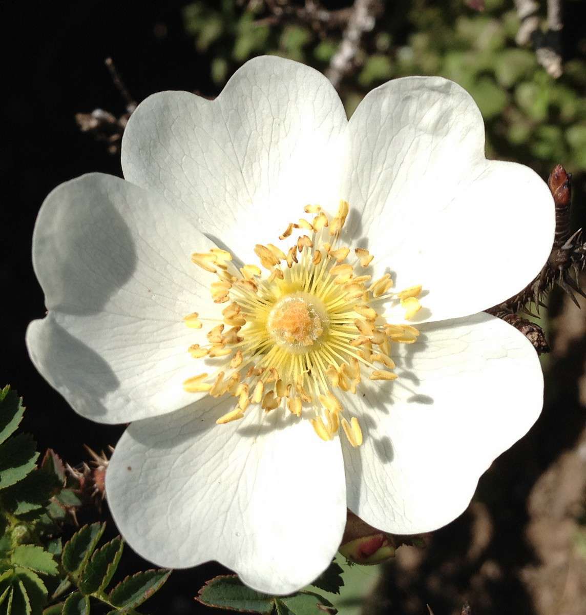 Rose pimprenelle  (Crédit : Dominique Quenin)