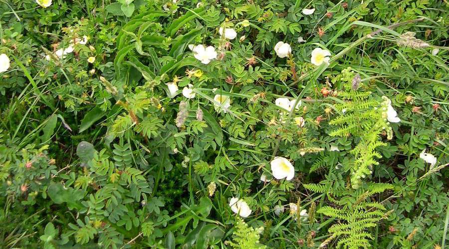 Rose pimprenelle (Crédit : photothèque Bretagne Vivante)