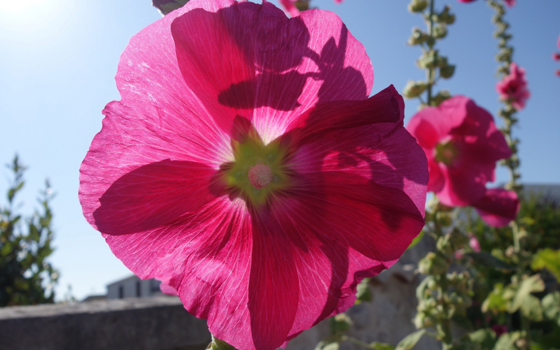 Rose trémière (Crédits : Cyril Gautreau)