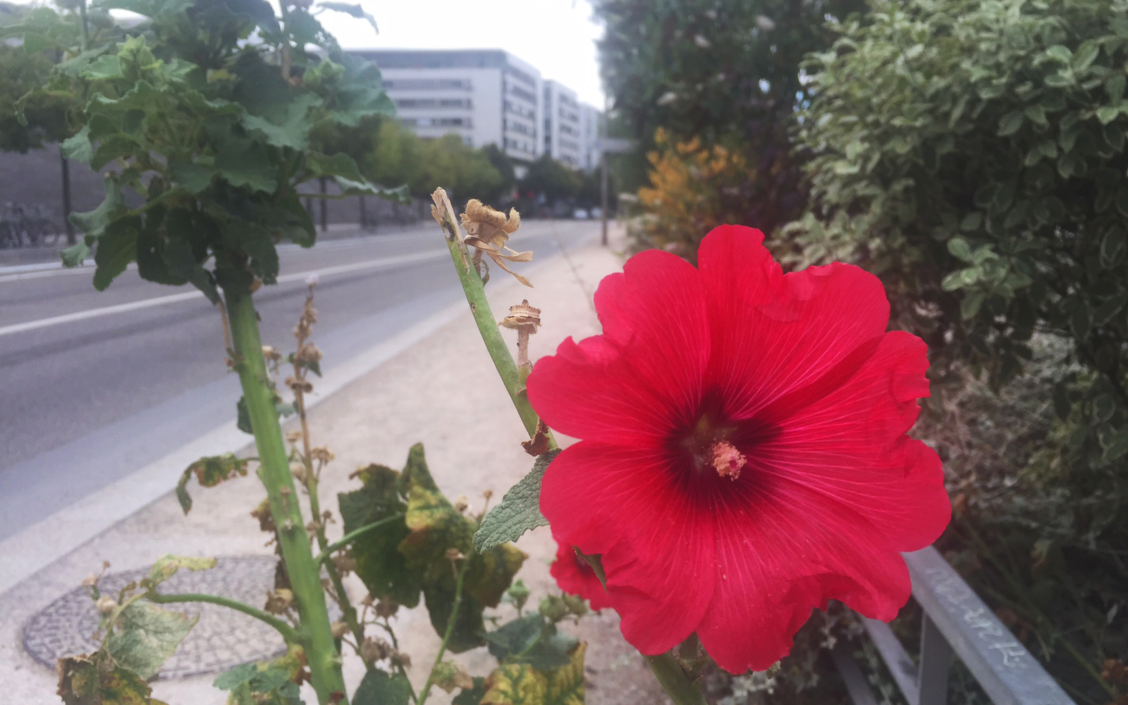 Rose trémière (Crédits : Olivier Rovellotti)