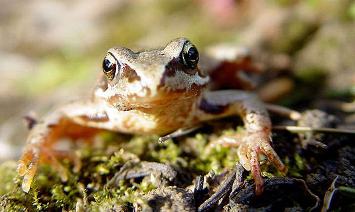 Grenouille rousse