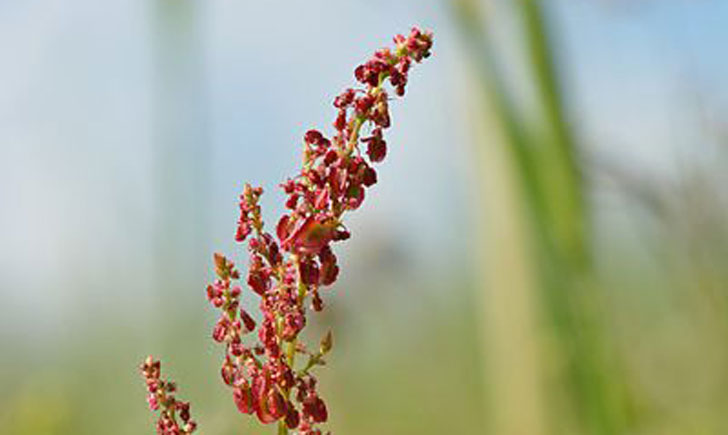 Oseille des prés-Rumex acetosa (crédit: Ivar Leidus)