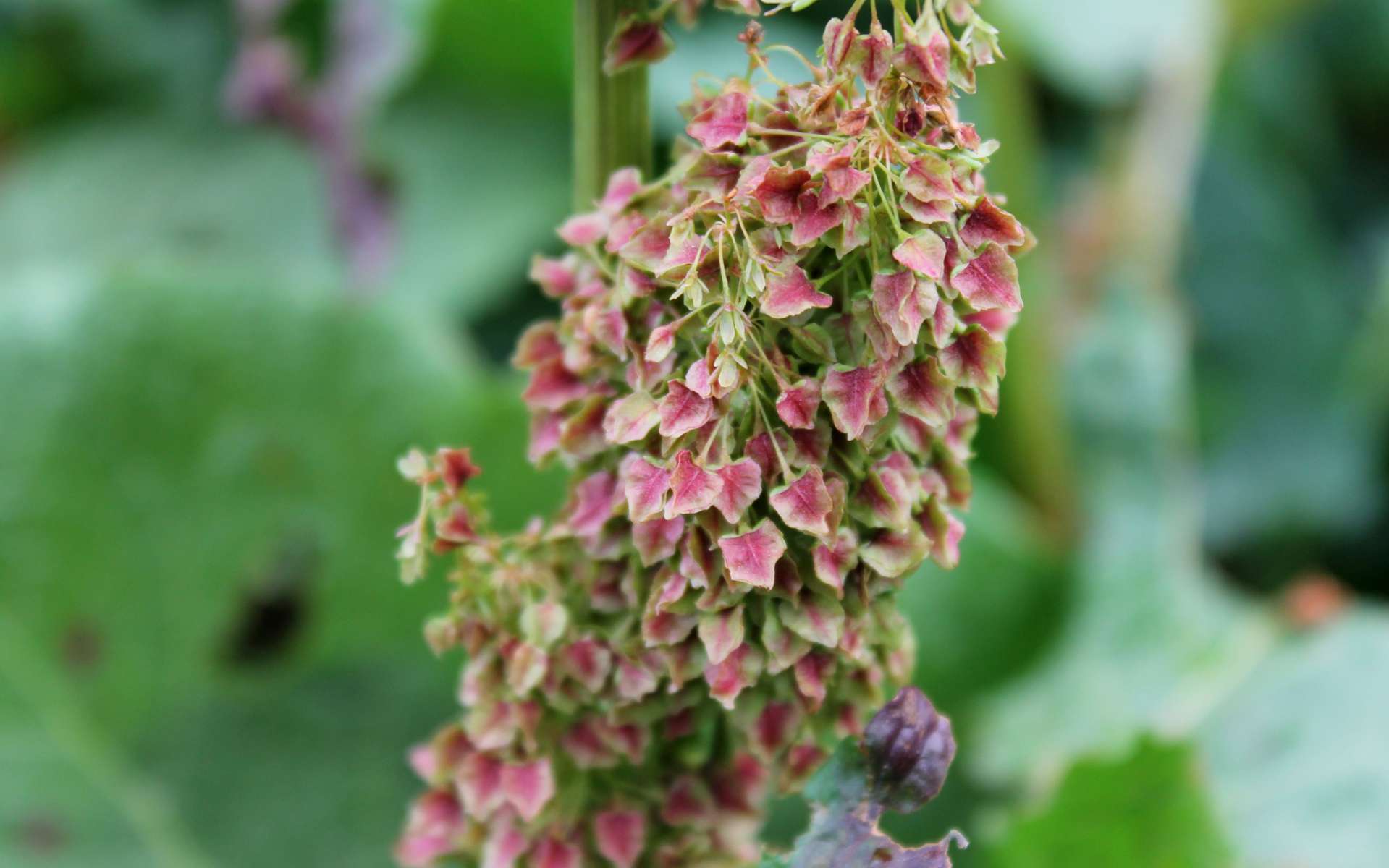 Rumex des Alpes - fruits (Crédits : Léa Charbonnier)