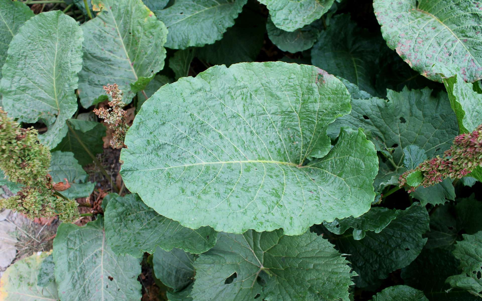 Rumex des Alpes - feuille (Crédits : Léa Charbonnier)