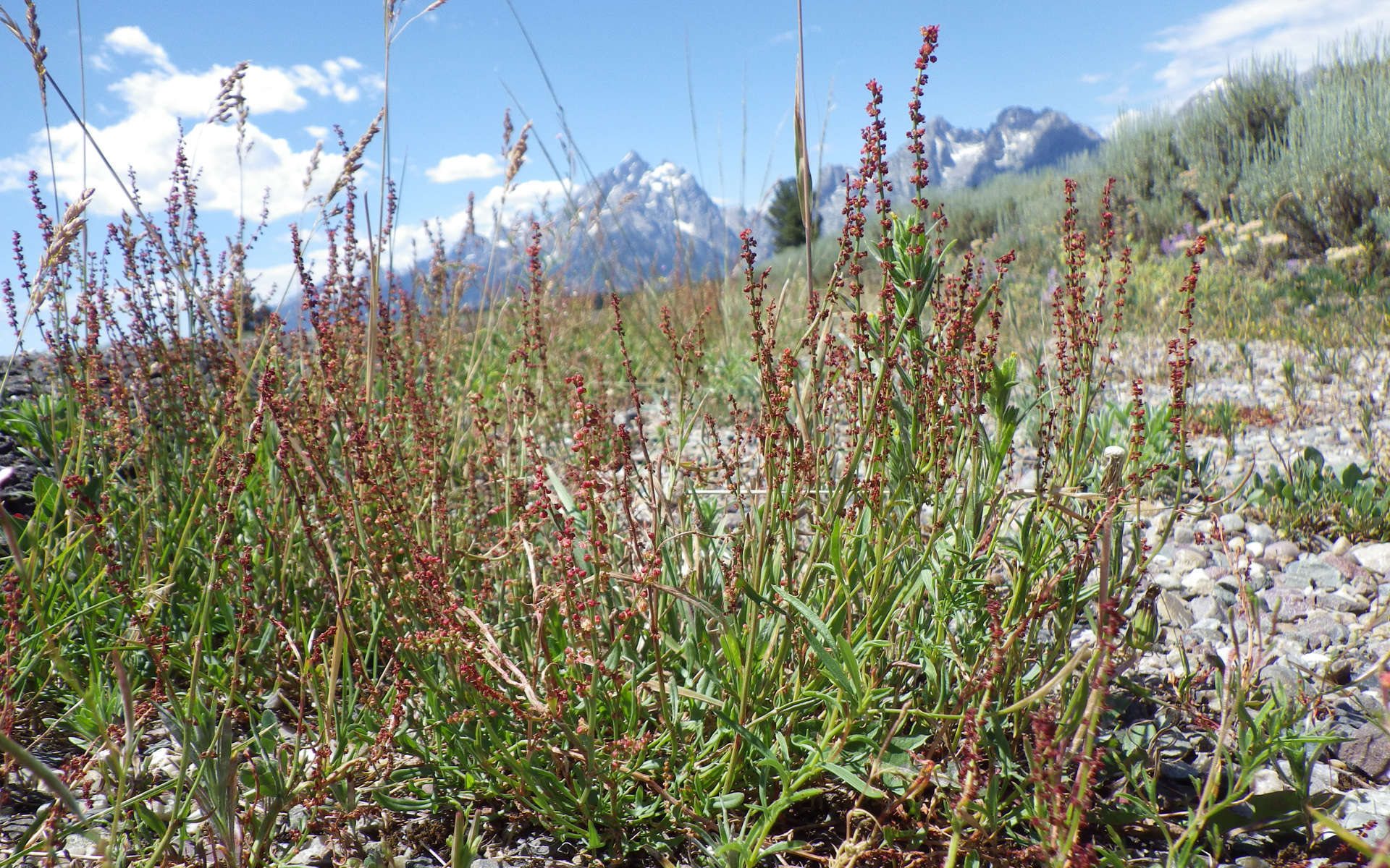 Rumex - Petit oseille (Crédits: Matt Lavin - Flickr)