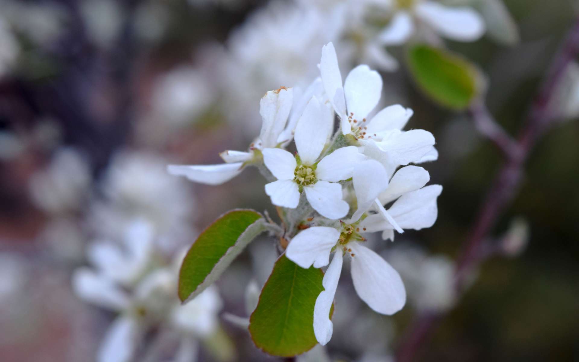 Fleurs d'Amélanchier (Crédits : Sabine Meneut)