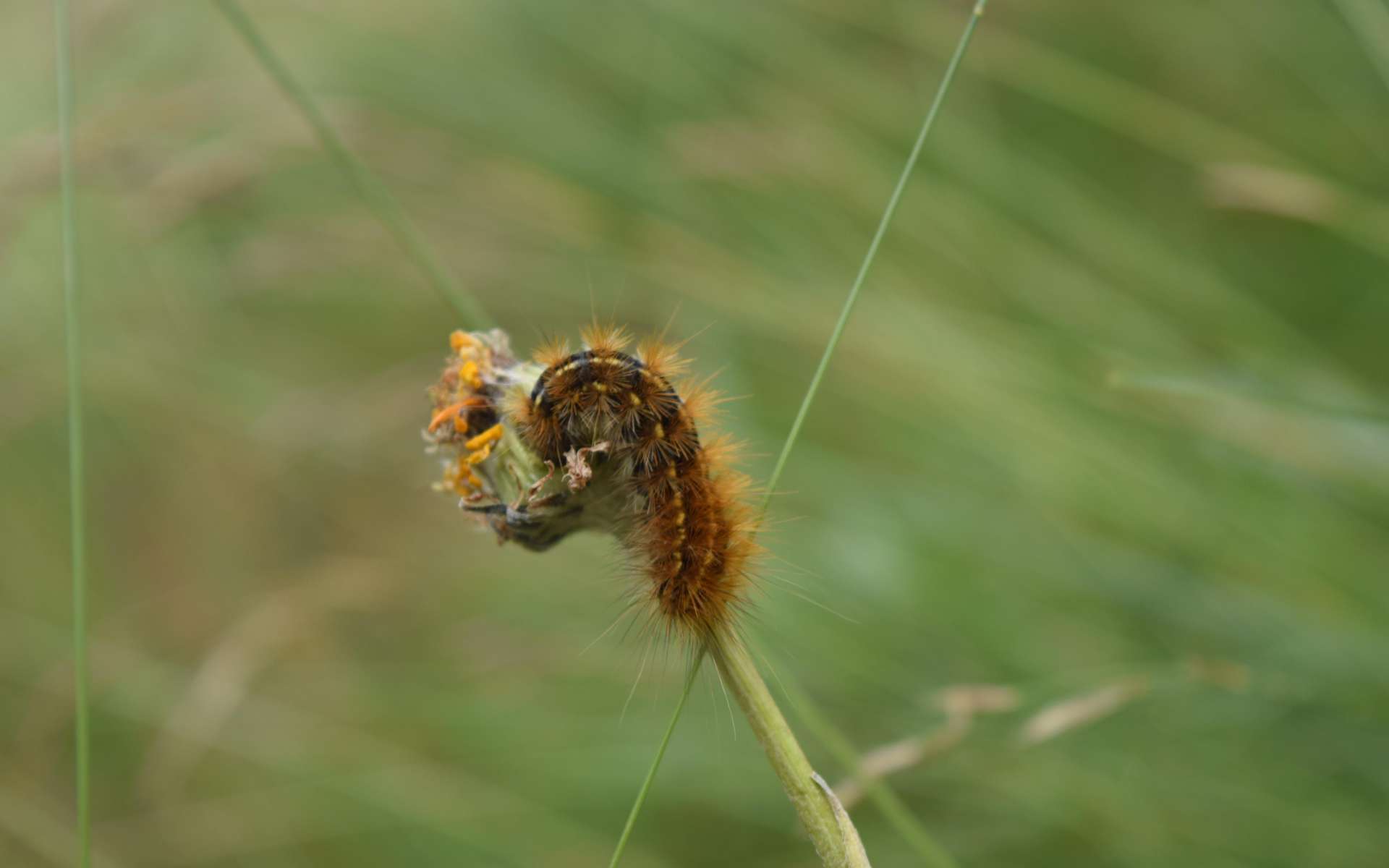 Chenille processionnaire (Crédits : Sabine Meneut)