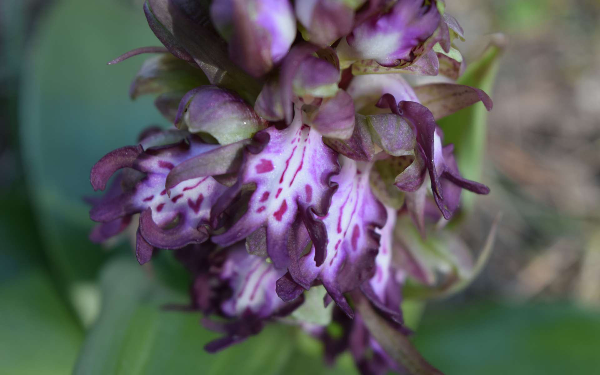 Orchis géant - (Crédit: Sabine Meneut)