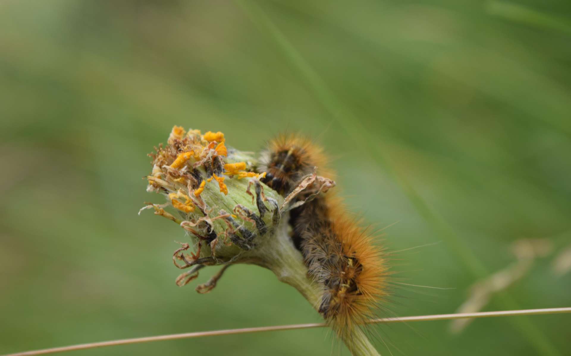 Chenille processionnaire (Crédits : Sabine Meneut)