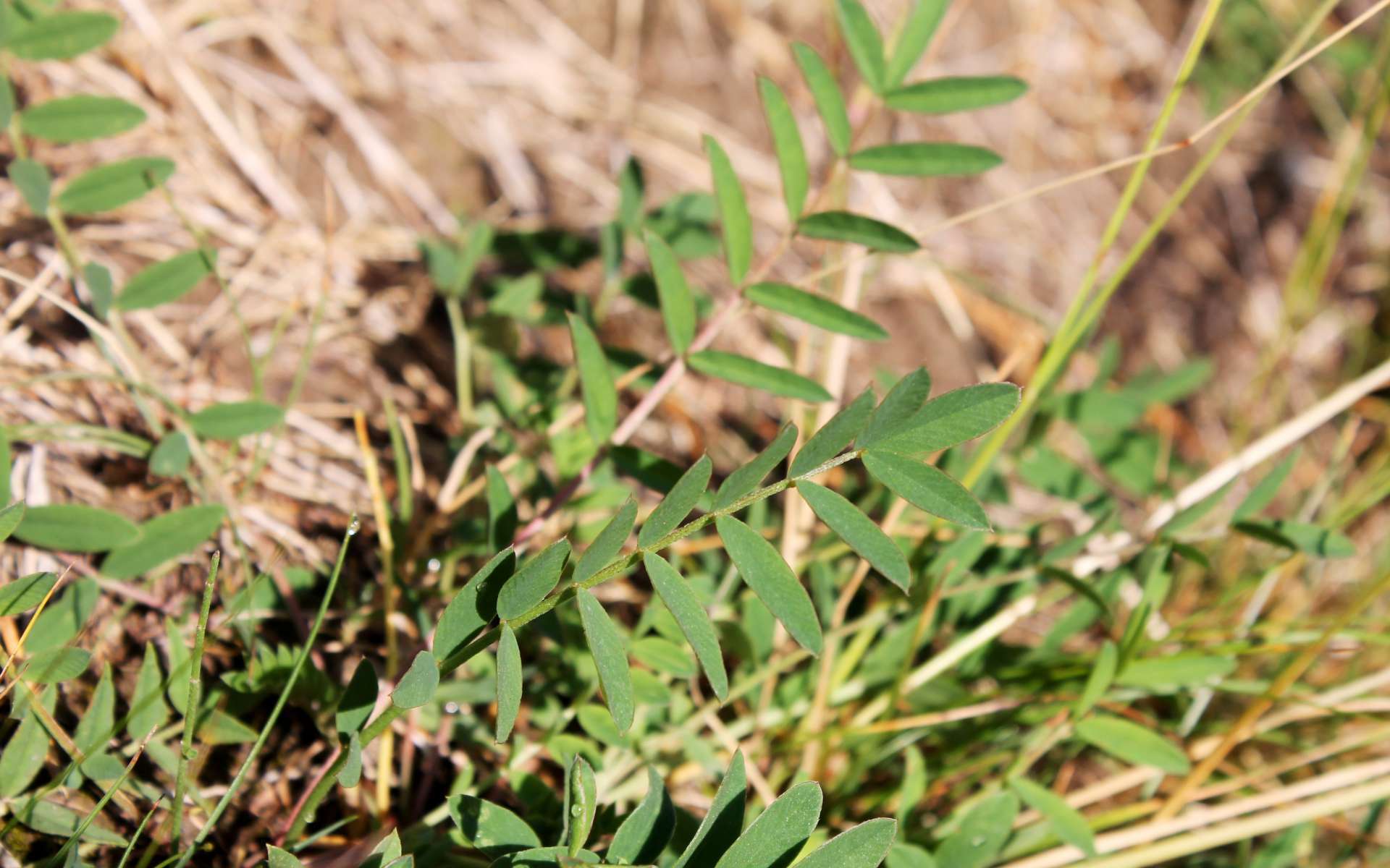 Sainfoin des montagnes - feuilles (Crédits : Léa Charbonnier)