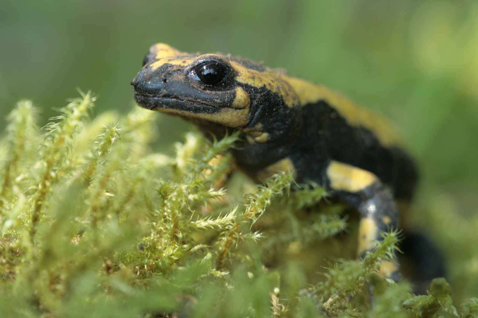 Salamandre tachetée - Crédit : EHolder