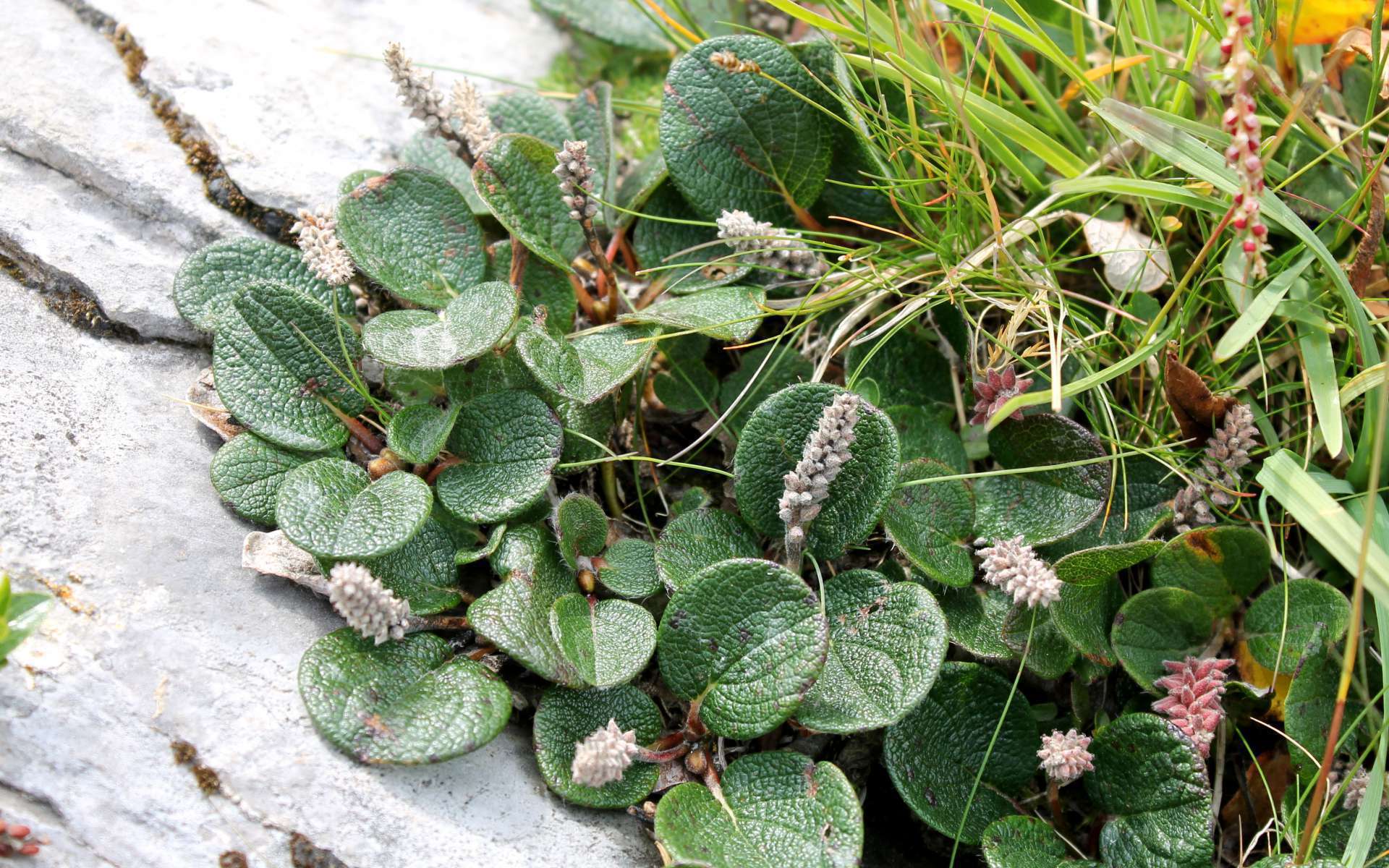 Saule à feuilles réticulées (Crédits : Léa Charbonnier)