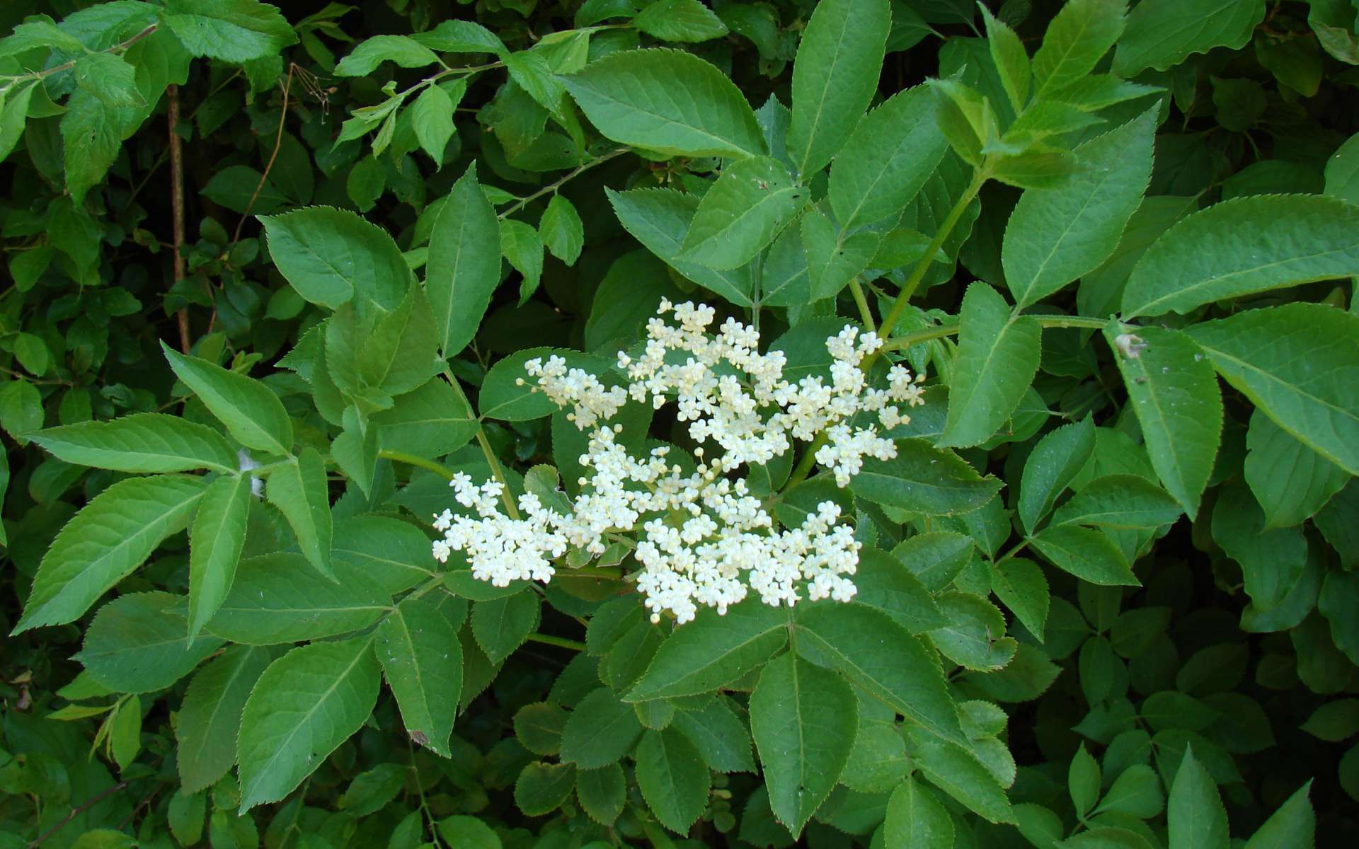 Sureau noir - fleurs et feuillles (Crédits : Benoît Toussaint)