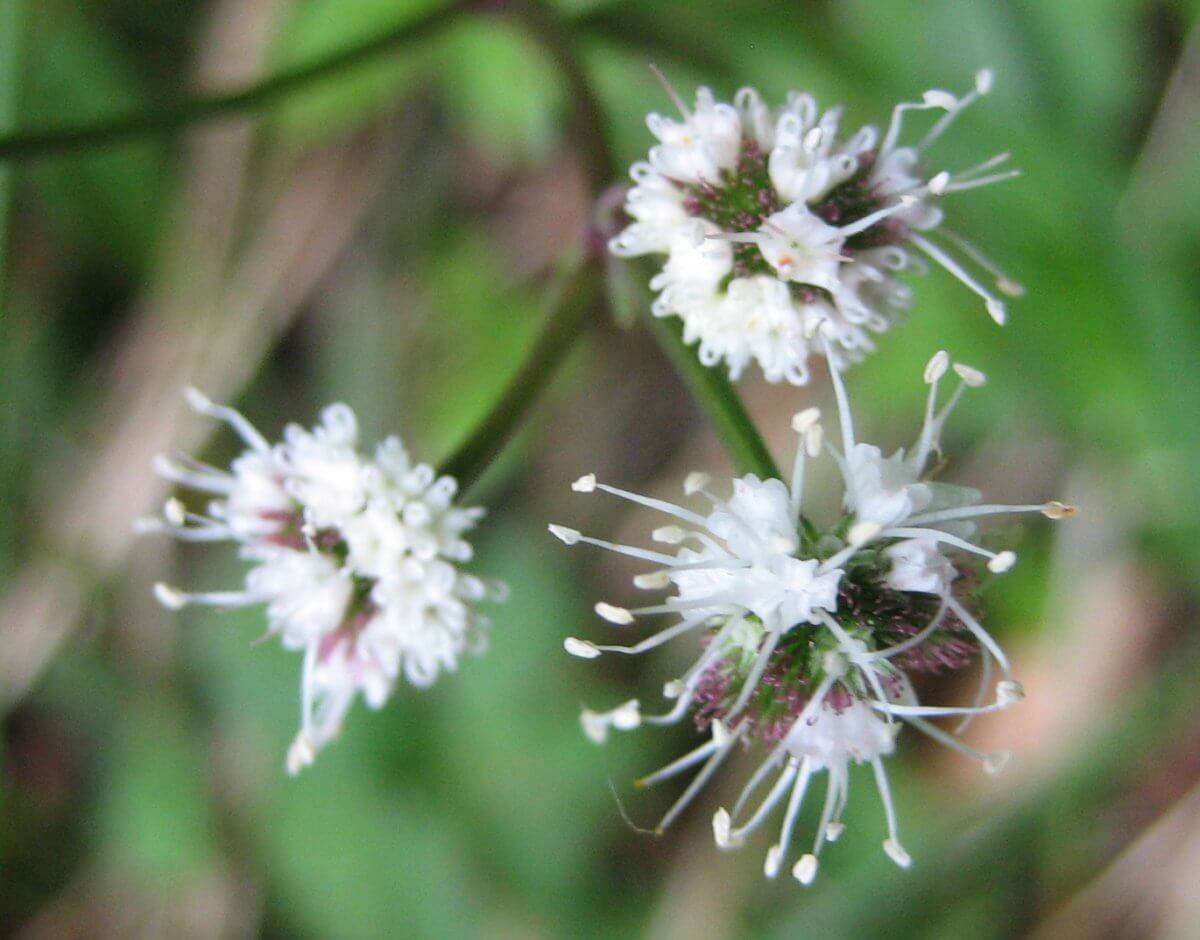 Sanicle (crédit: evelyne Liauzun)