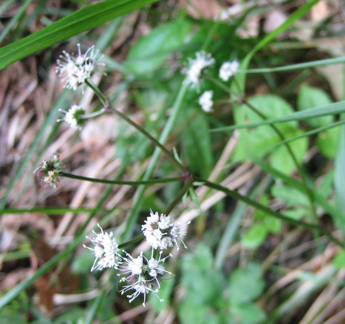 Sanicle (crédit: evelyne Liauzun)