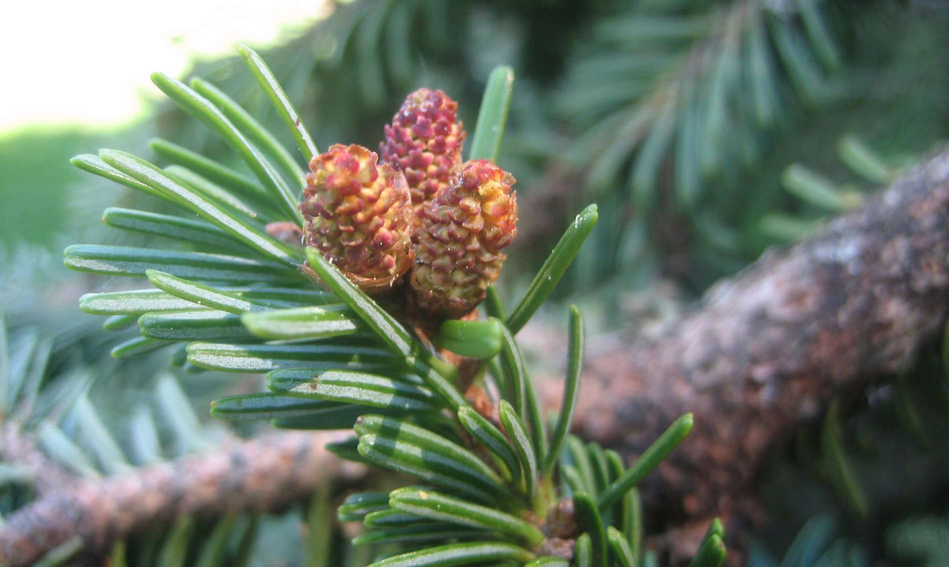 Sapin à la cabane de Saunères (crédits: Evelyne Liauzun)