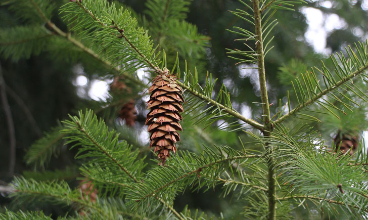 Le Sapin de Douglas (crédit: quessoy)