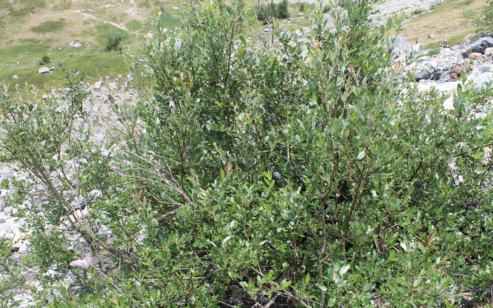 Saule fétide (Crédits: Léa Charbonnier)