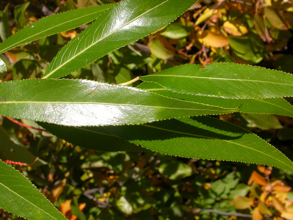 Feuilles de saule fragile. dessus. Crédits : Matt Lavin - Flickr