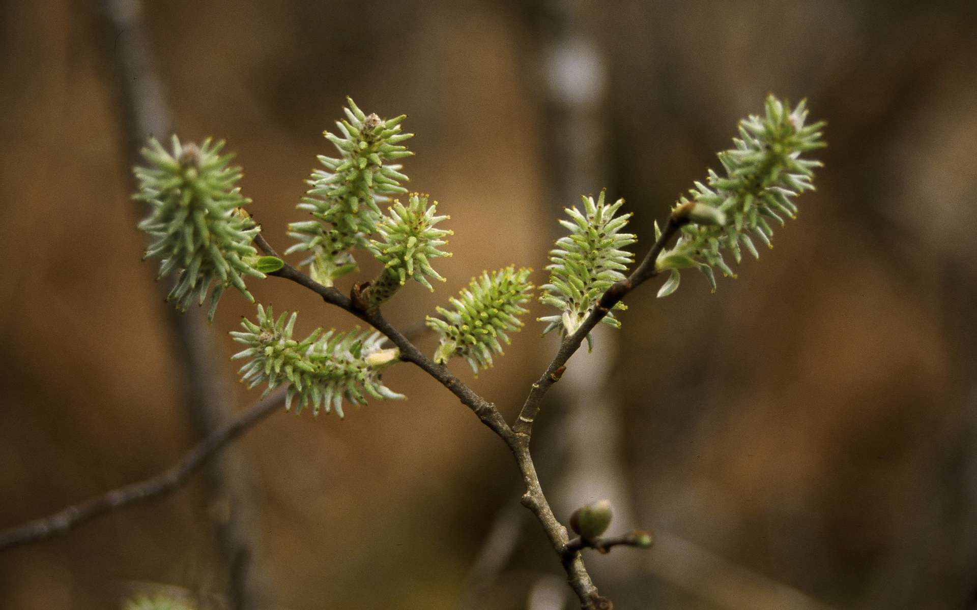 Saule roux - fleurs femelle (Crédits : Sophie Halm)