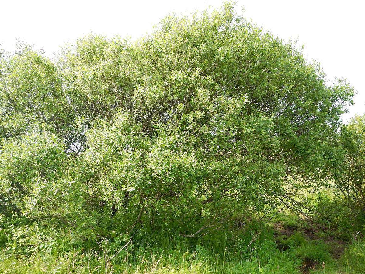 Saule marsault crédit Atelier nature