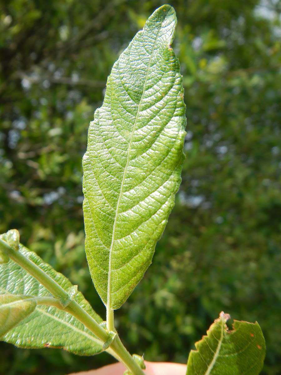 Saule marsault crédit Atelier nature