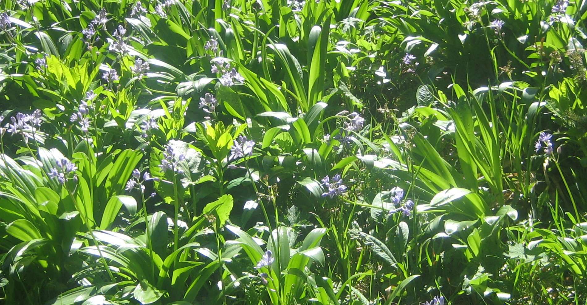 Scille lis-jacinthe (crédits: Evelyne Liauzun)