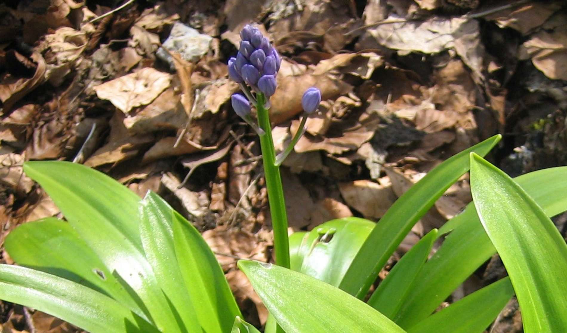 Scille lis-jacinthe (crédits: Evelyne Liauzun)