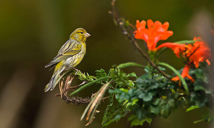 Serin cini (Crédits: Juan Emilio)