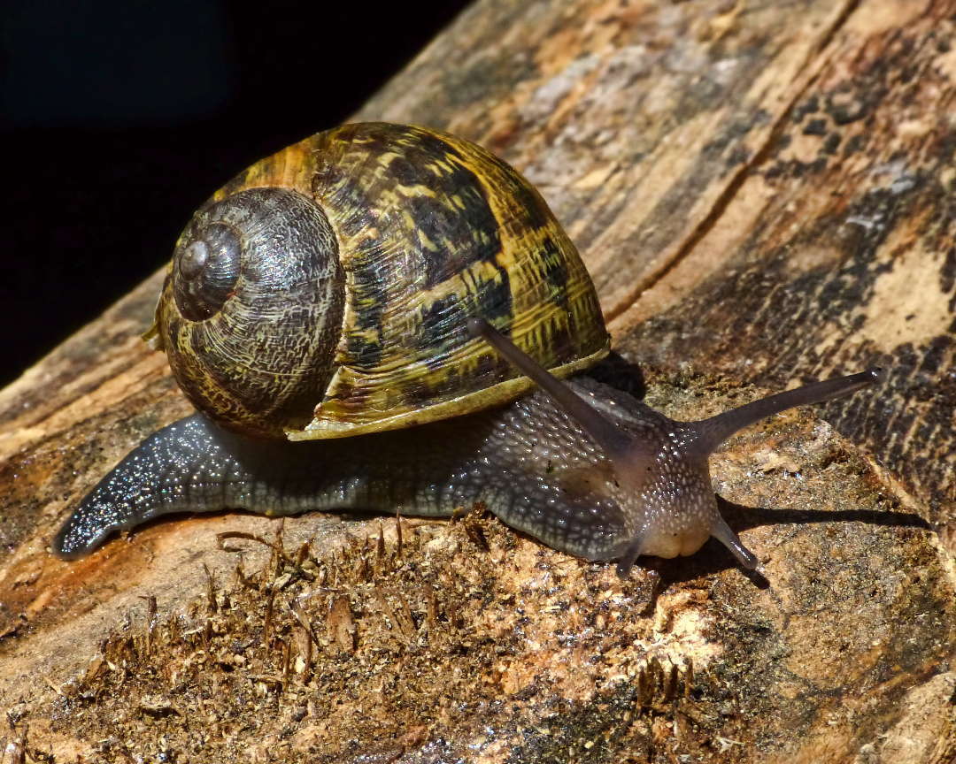 Petit-gris (Helix aspersa) © Sid Mosdell - Flickr