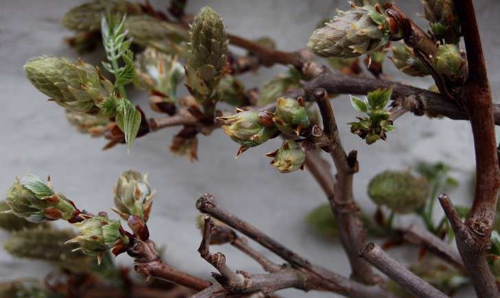 Glycine de Chine - Crédit: Simon Blackley