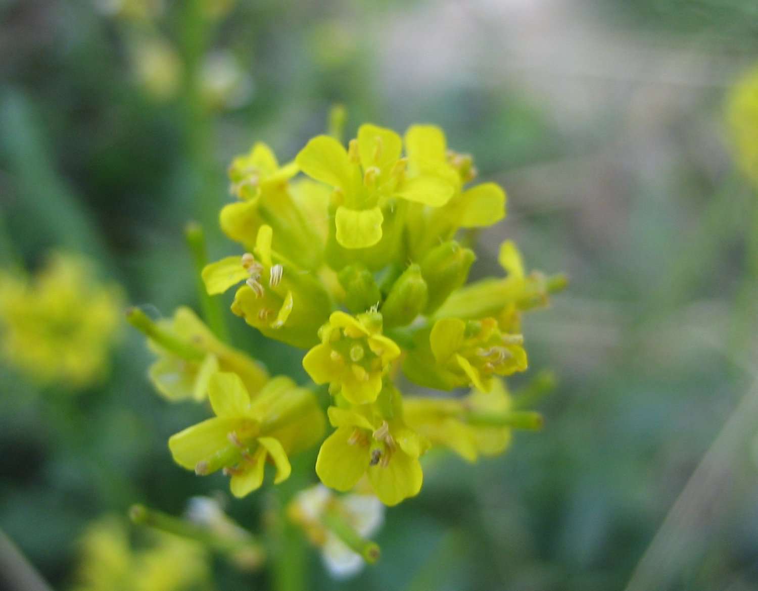 Sisymbre des Pyrénées ou sisymbre d'Autriche (crédits: evelyne Liauzun)