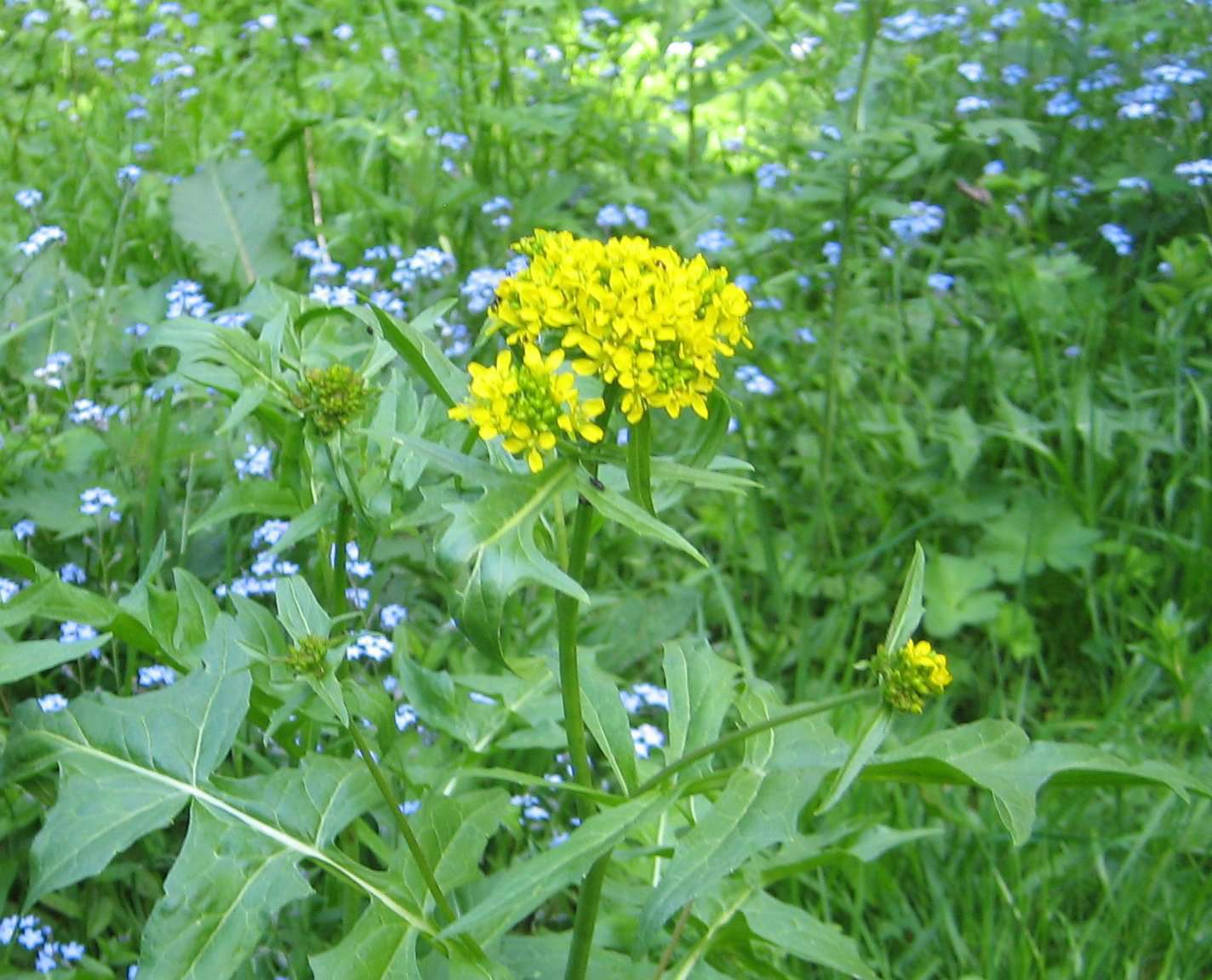 Sisymbre des Pyrénées ou sisymbre d'Autriche (crédits: evelyne Liauzun)