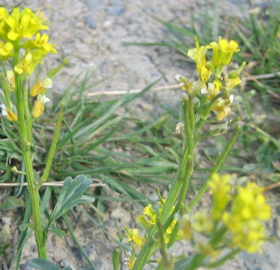 Sisymbre des Pyrénées ou sisymbre d'Autriche (crédits: evelyne Liauzun)