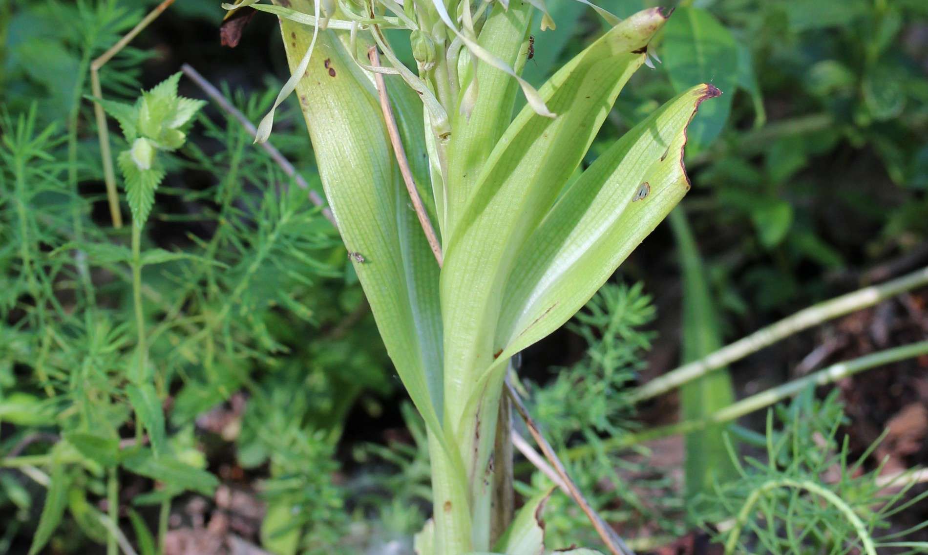 Orchis bouc