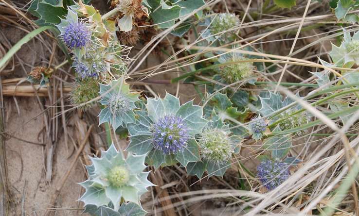 Panicaut de mer