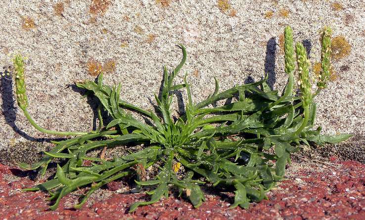 Plantain corne-de-cerf