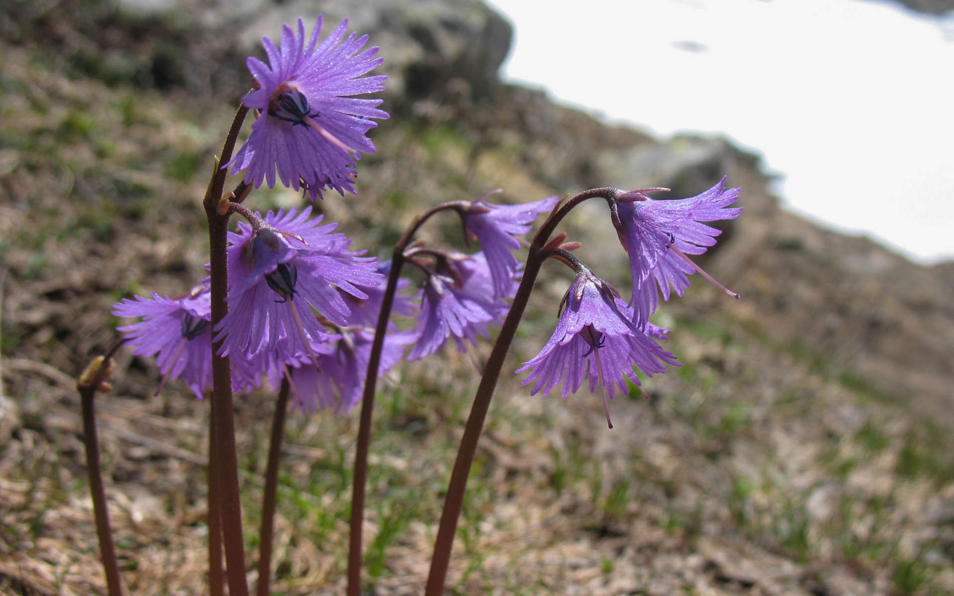 Soldanelle des Alpes (Crédits: Meijeternelle - Flickr)