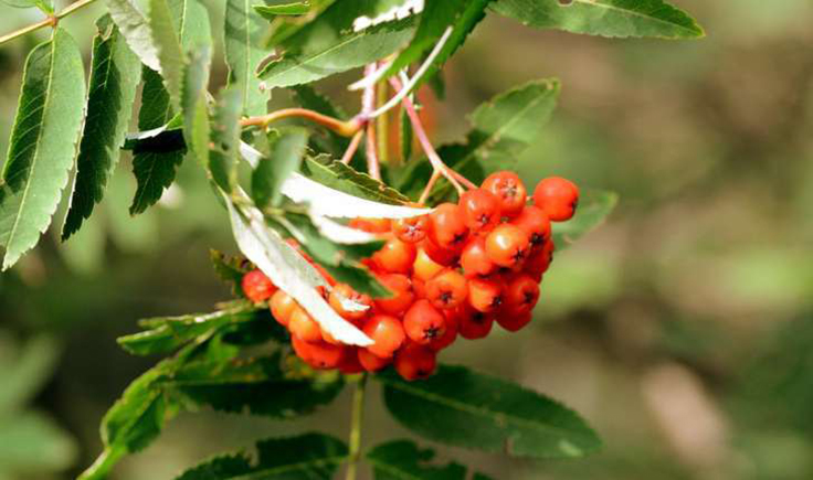 Fruit de sorbier des oiseaux.