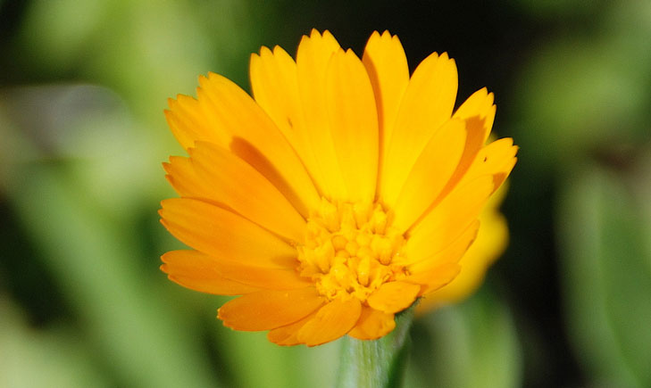 Calendula arvensis (crédit: Ishaip)