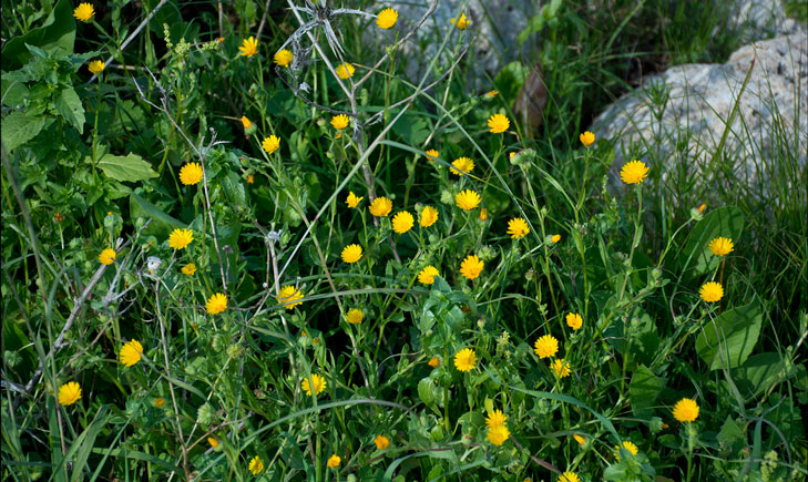 Calendula arvensis (crédit: Zachi Evenor)