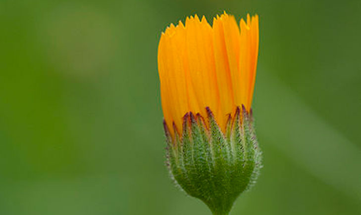 Calendula arvensis (crédit: Zeynel Cebeci)