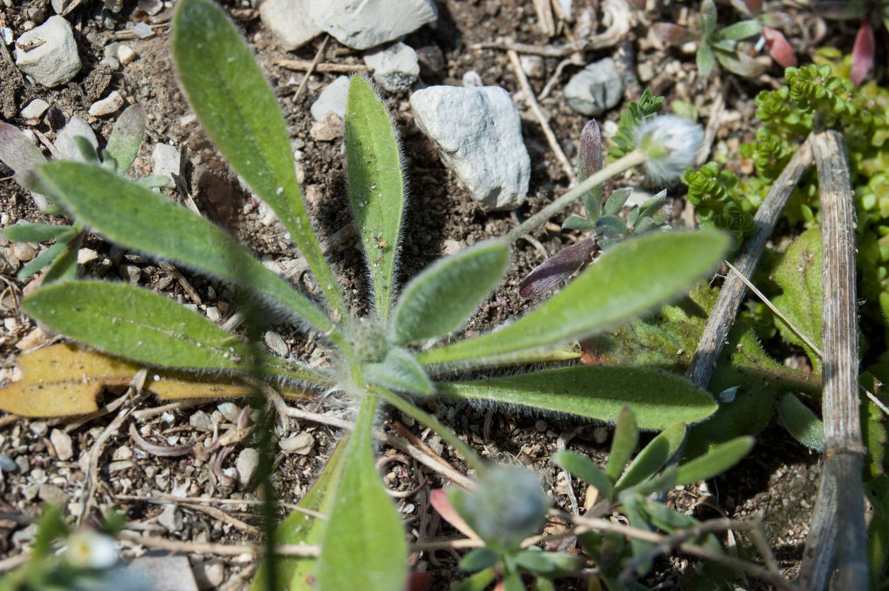 Plantain pied de lièvre